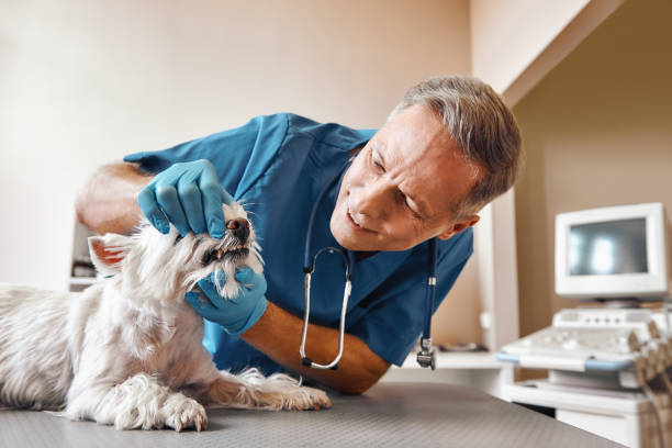  Mercer Island, WA Emergency Dentist Pros